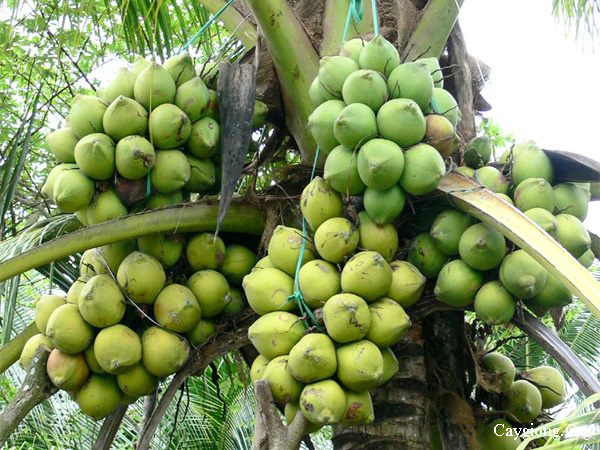 Kỹ thuật trồng dừa xiêm hiệu quả