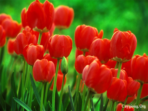 Ý nghĩa của hoa Tulip - Uất kim cương